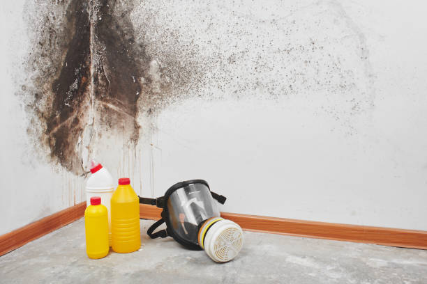 Mold Testing and Removal in Parsons, KS