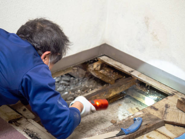 Best Mold Testing and Removal  in Parsons, KS