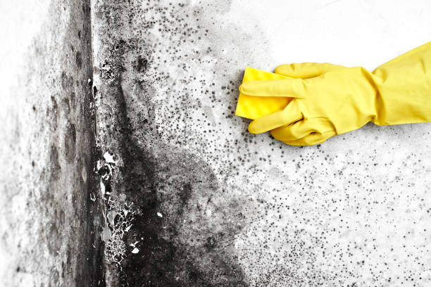 Best Mold Cleaning Services  in Parsons, KS