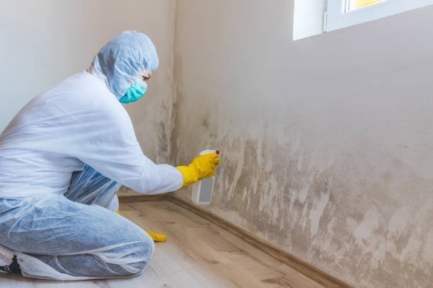 Best Mold Damage Repair  in Parsons, KS