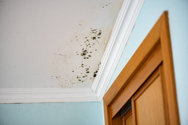 Best Residential Mold Removal  in Parsons, KS