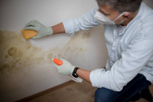 Best Mold Removal Specialists  in Parsons, KS