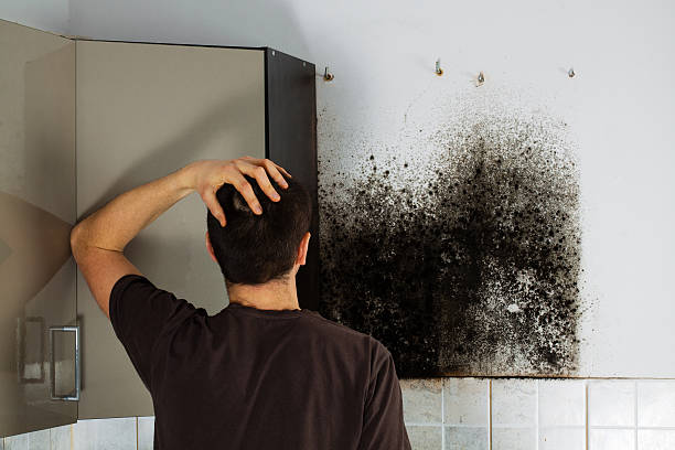 Best Emergency Mold Removal  in Parsons, KS