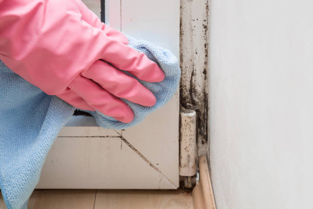 Best Attic Mold Removal  in Parsons, KS